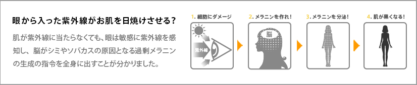 眼から入った紫外線がお肌を日焼けさせる？